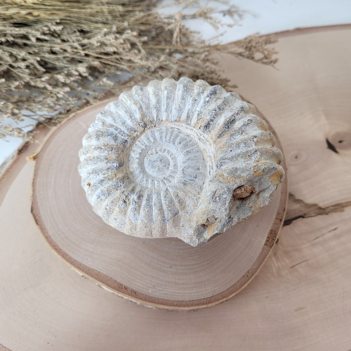 Ammonit Fossil Calcycoceras in Muttergestein