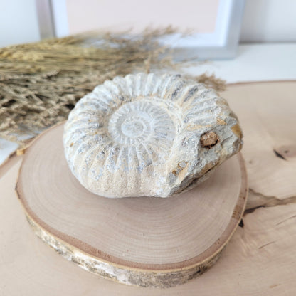 Ammonit Fossil Calcycoceras in Muttergestein