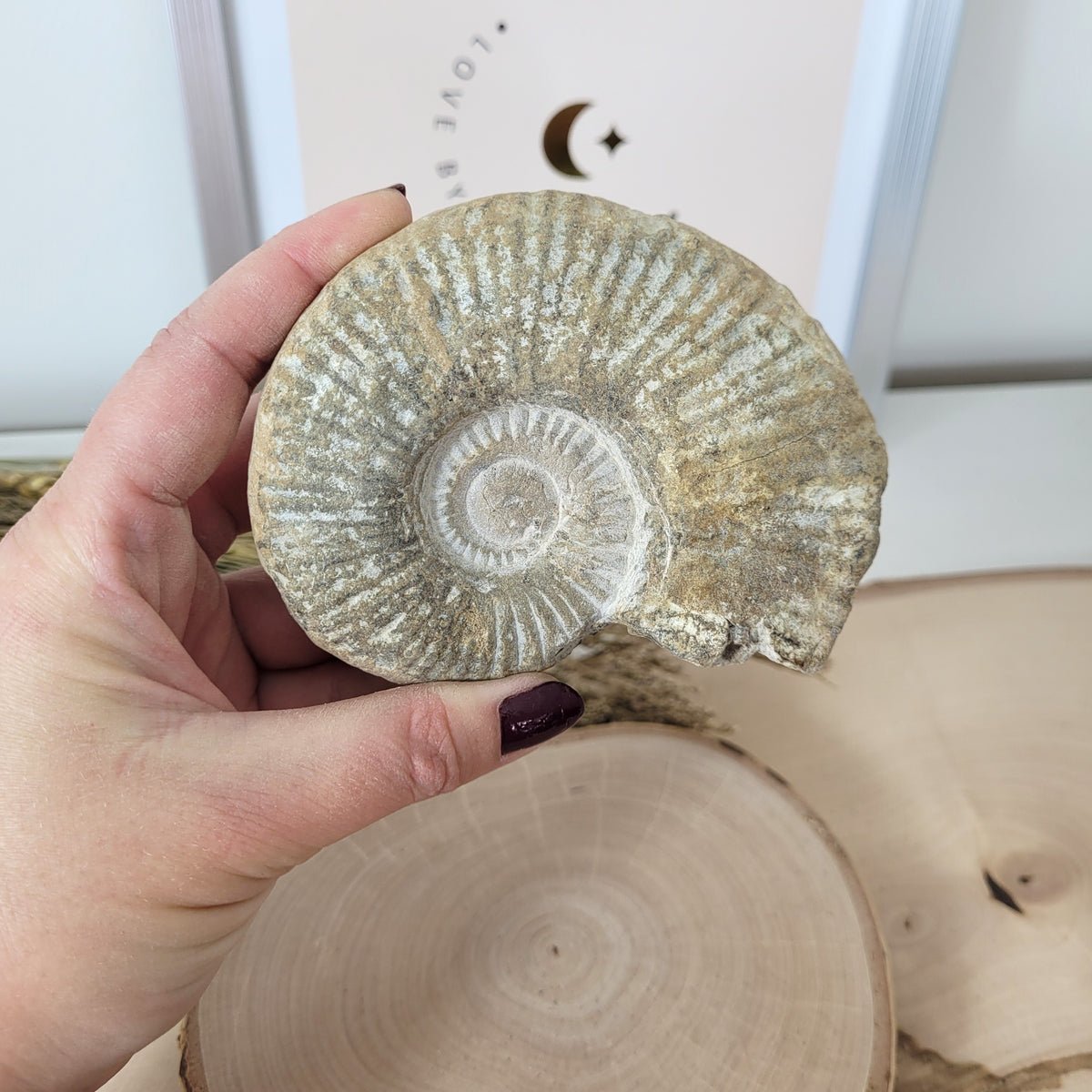 Ammonit Fossil Calcycoceras in Muttergestein