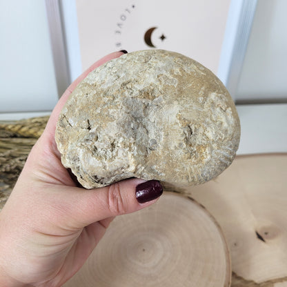 Ammonit Fossil Calcycoceras in Muttergestein