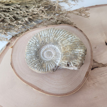 Ammonit Fossil Calcycoceras in Muttergestein