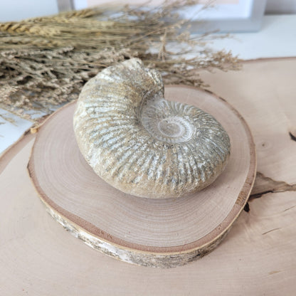 Ammonit Fossil Calcycoceras in Muttergestein