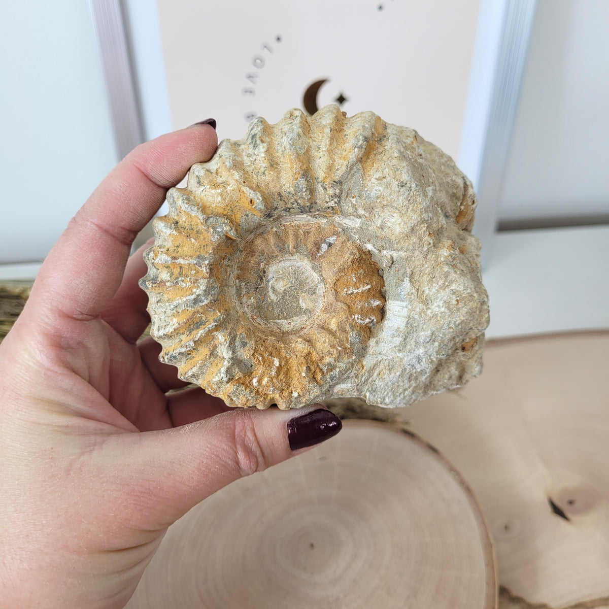 Ammonit Fossil Calcycoceras in Muttergestein