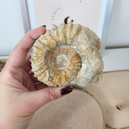 Ammonit Fossil Calcycoceras in Muttergestein