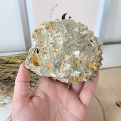 Ammonit Fossil Calcycoceras in Muttergestein