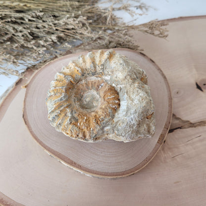 Ammonit Fossil Calcycoceras in Muttergestein