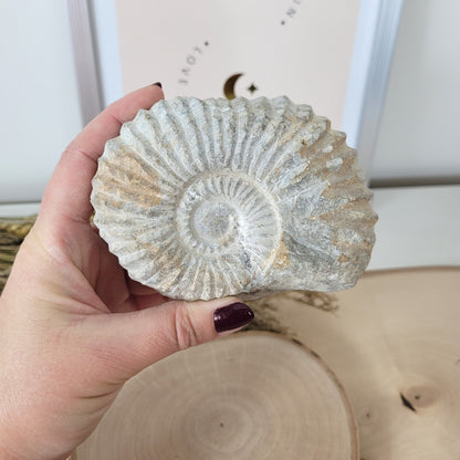 Ammonit Fossil Calcycoceras in Muttergestein