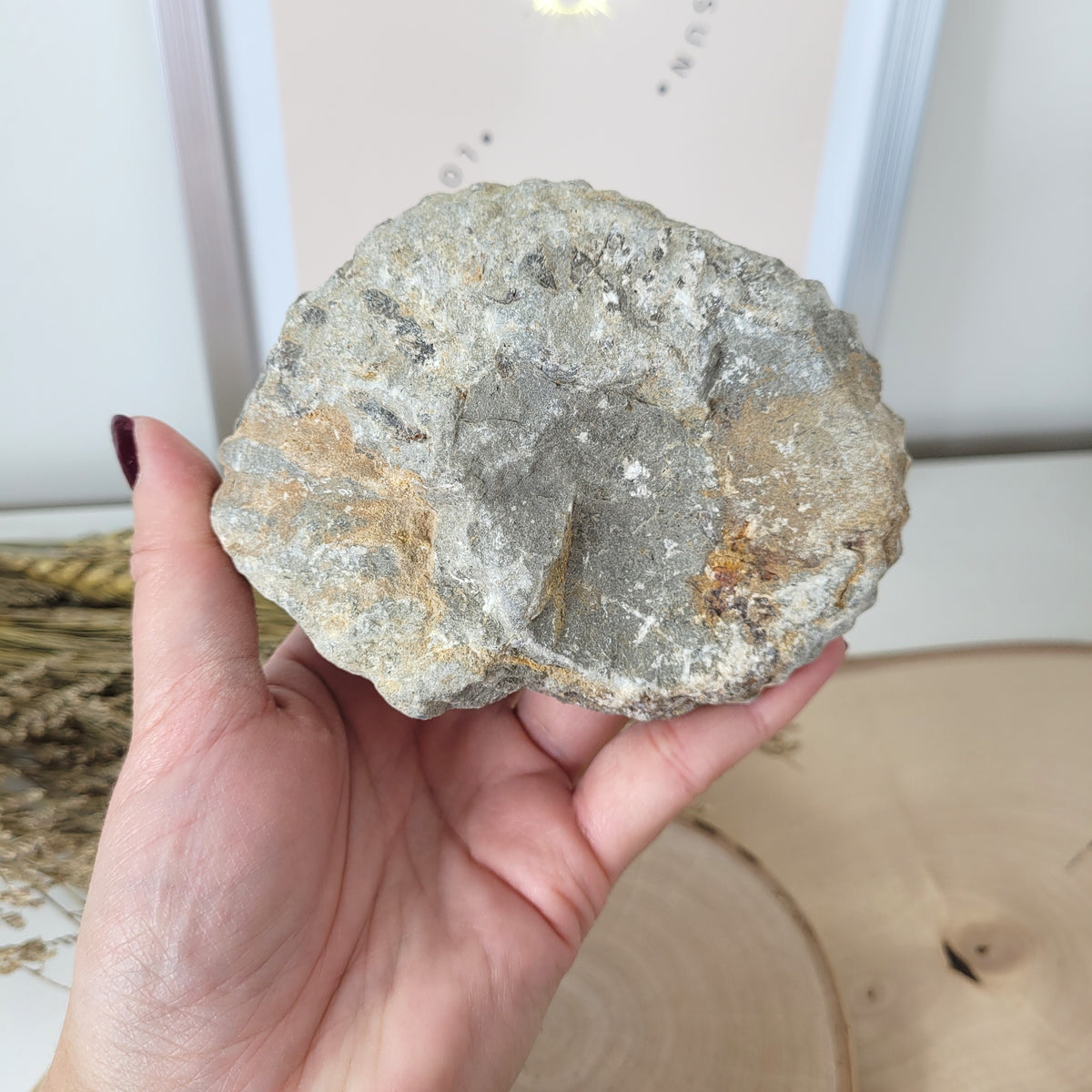 Ammonit Fossil Calcycoceras in Muttergestein
