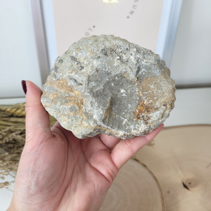 Ammonit Fossil Calcycoceras in Muttergestein