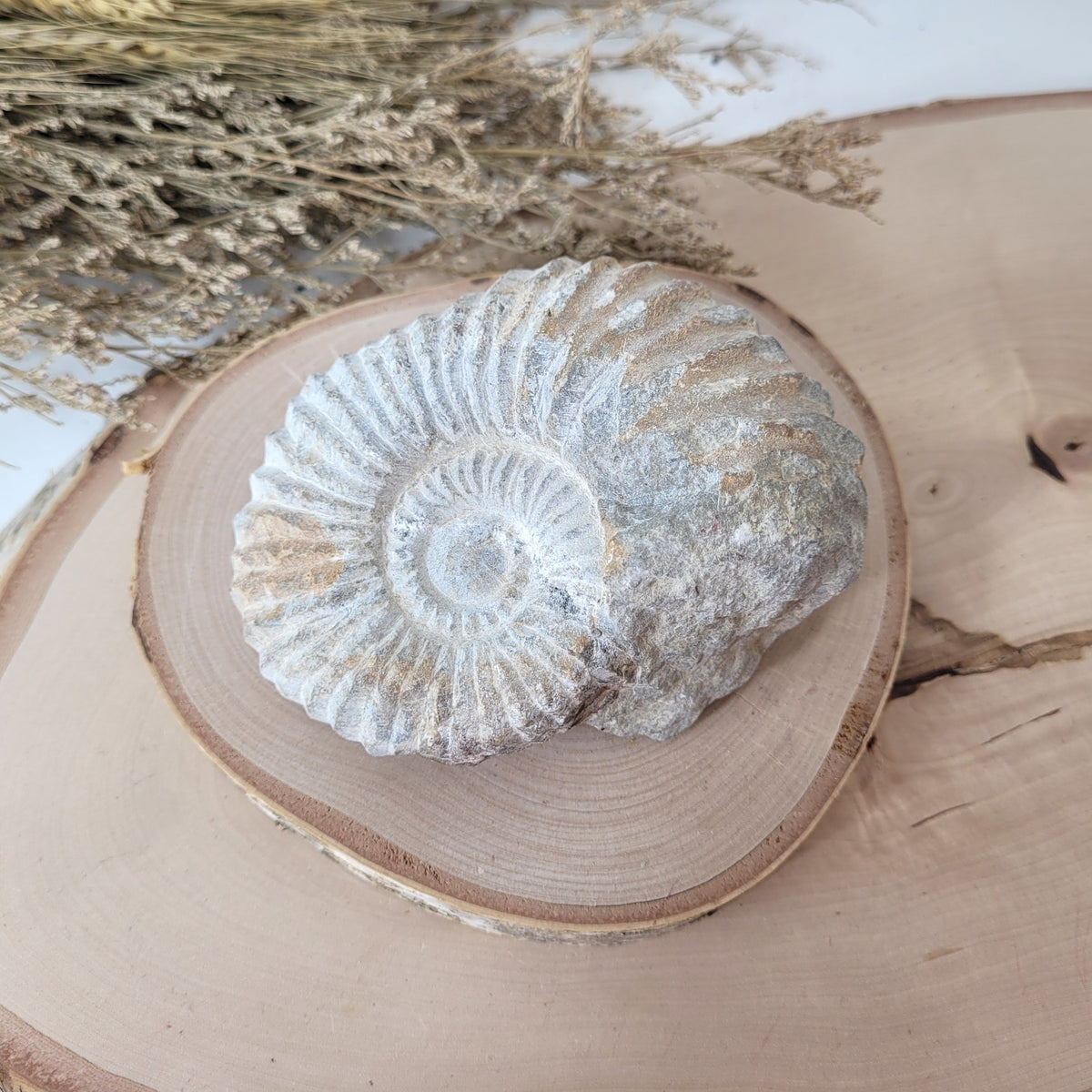 Ammonit Fossil Calcycoceras in Muttergestein