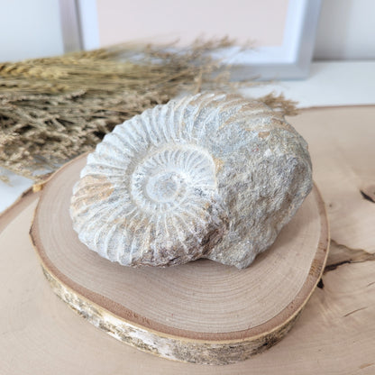 Ammonit Fossil Calcycoceras in Muttergestein