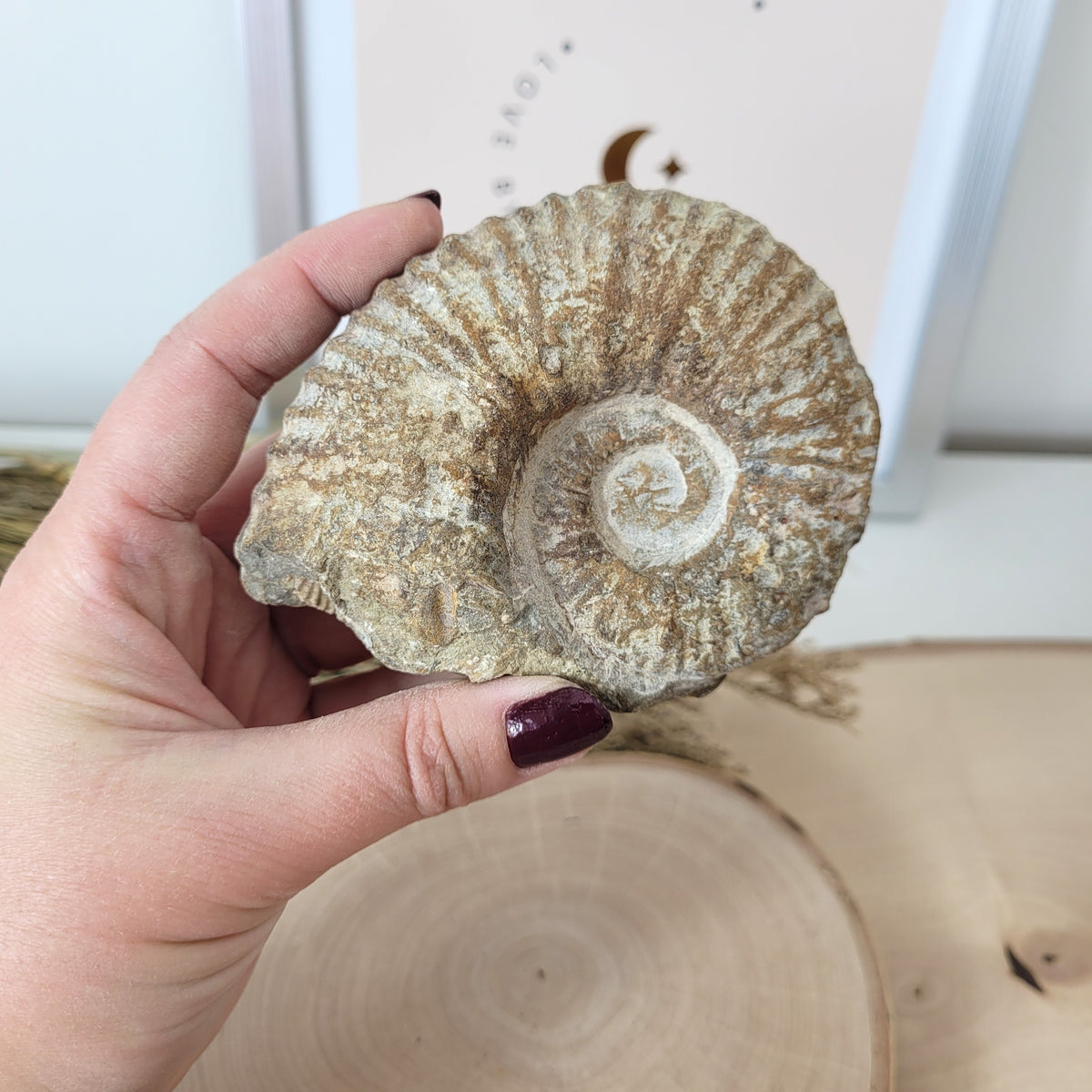 Ammonit Fossil Calcycoceras in Muttergestein