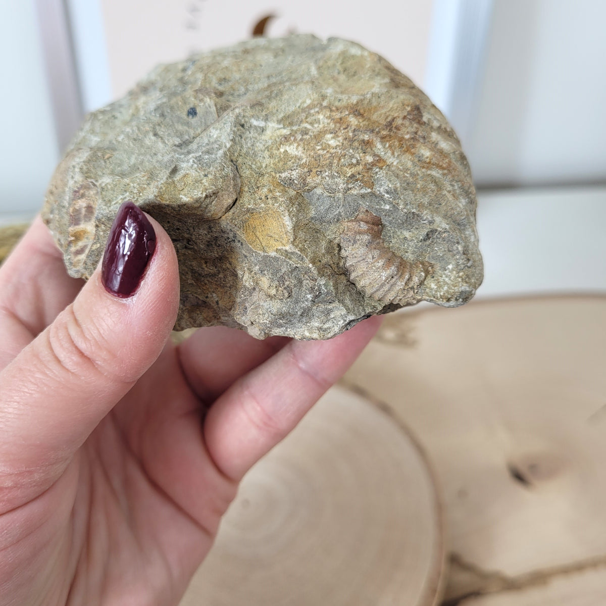 Ammonit Fossil Calcycoceras in Muttergestein