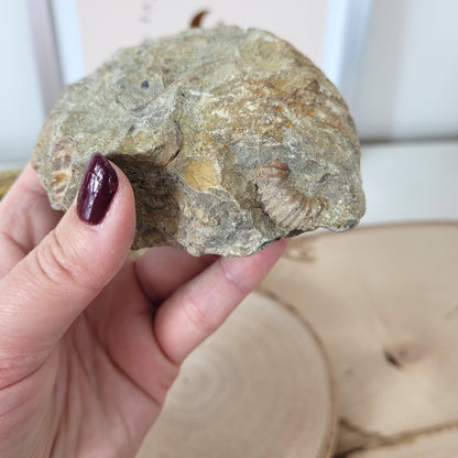 Ammonit Fossil Calcycoceras in Muttergestein
