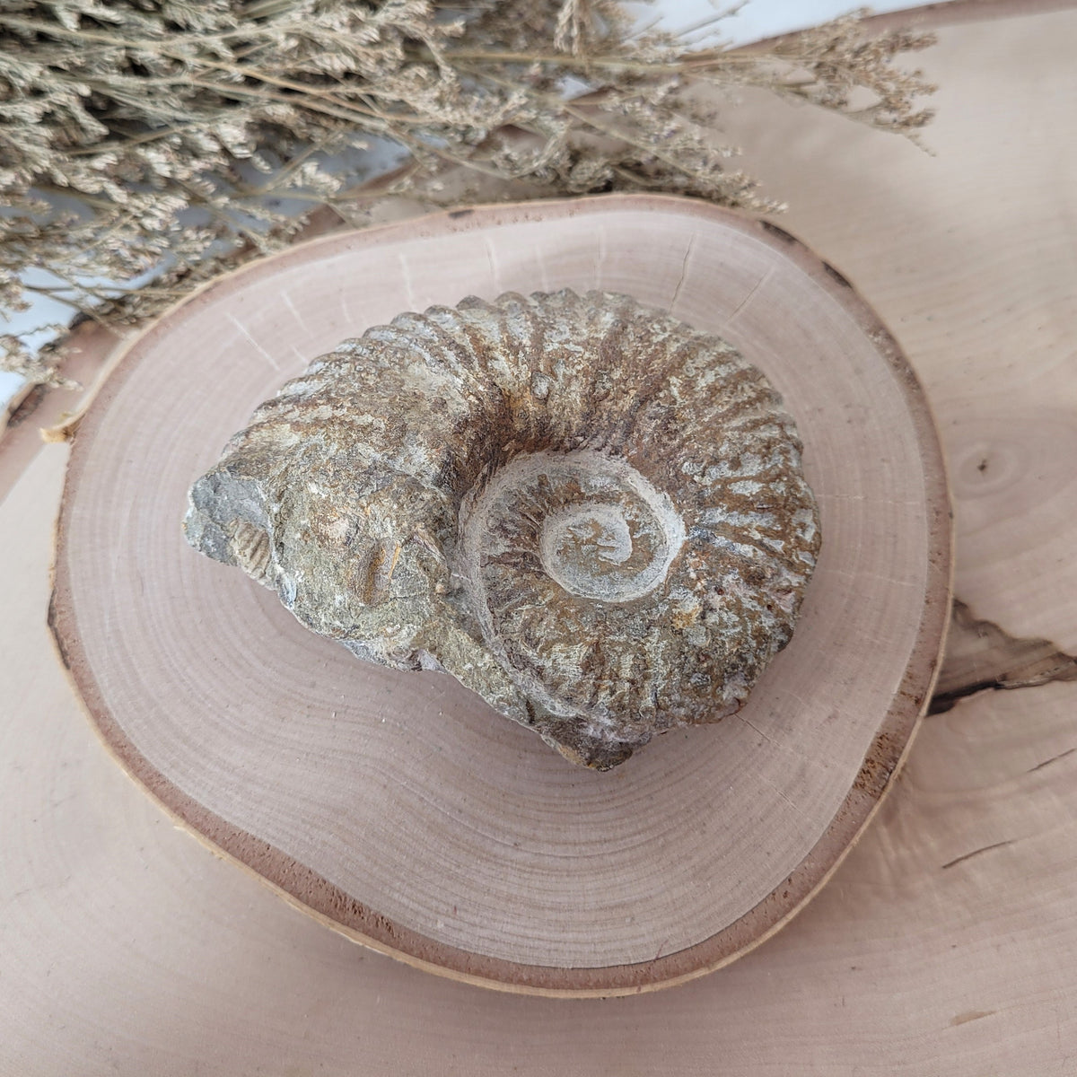 Ammonit Fossil Calcycoceras in Muttergestein