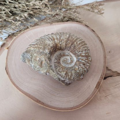 Ammonit Fossil Calcycoceras in Muttergestein