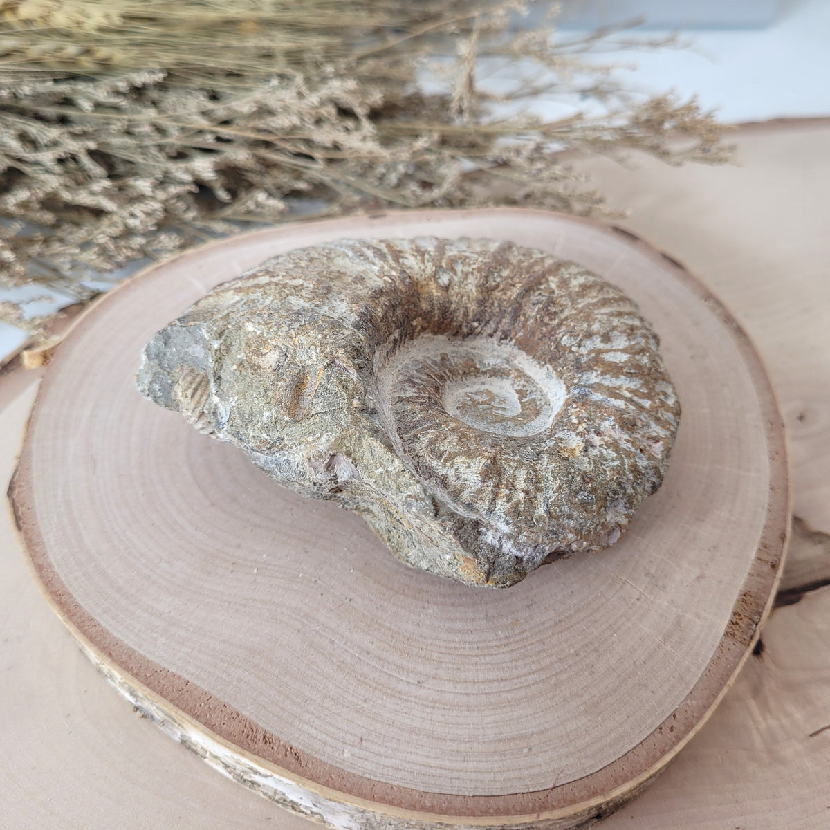 Ammonit Fossil Calcycoceras in Muttergestein