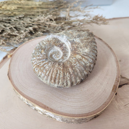 Ammonit Fossil Calcycoceras in Muttergestein