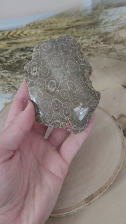 Versteinerte fossile Koralle Hexagonaria