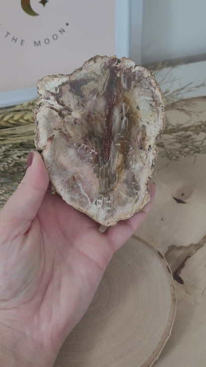 Versteinertes fossiles Holz Aurakie