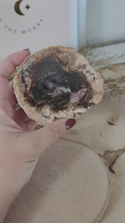 Versteinertes fossiles Holz Aurakie