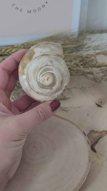 Versteinerte Schnecke Fossil Pleurotomaria 6,9 x 5,9 cm, 180g