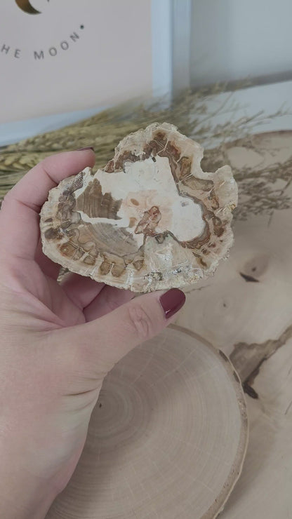 Versteinertes fossiles Holz Aurakie