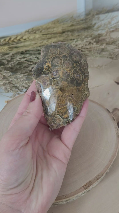 Versteinerte fossile Koralle Hexagonaria