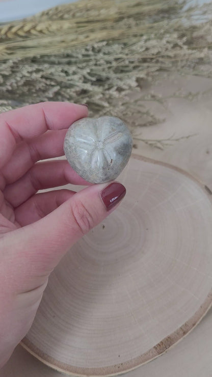 Seeigel Fossil der Gattung Herzseeigel