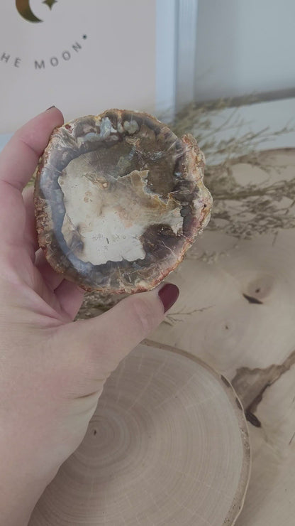 Versteinertes fossiles Holz Aurakie