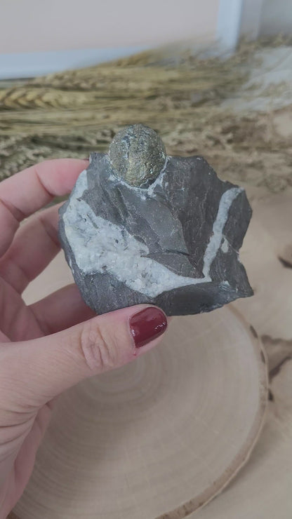 Pyrit kugelförmig auf Gebirgsgestein aus Österreich Alpine Mineralien