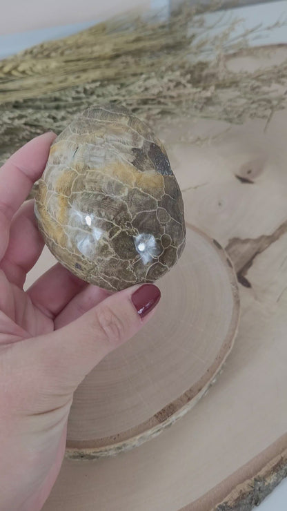 Versteinerte fossile Koralle Hexagonaria