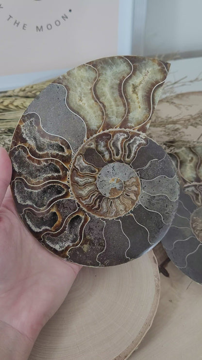 Ammoniten Hälften Fossilien Paar groß 15 x 11,6 cm, 805g inklusive Aufsteller