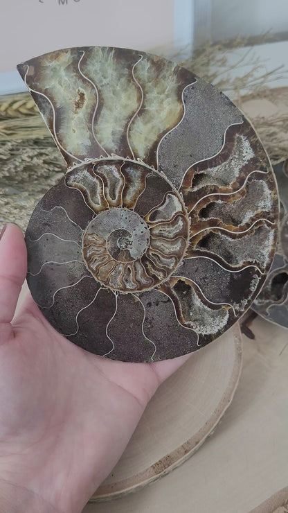 Ammoniten Hälften Fossilien Paar groß 15 x 11,6 cm, 805g inklusive Aufsteller
