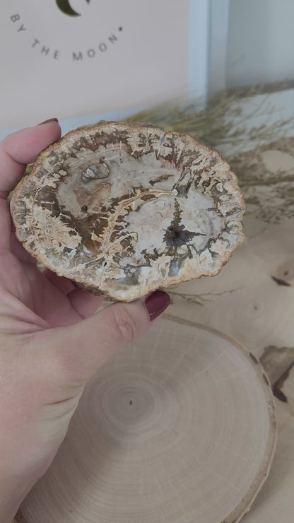 Versteinertes fossiles Holz Aurakie