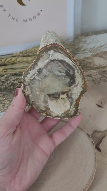Versteinertes fossiles Holz Aurakie