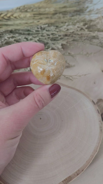 Seeigel Fossil der Gattung Herzseeigel