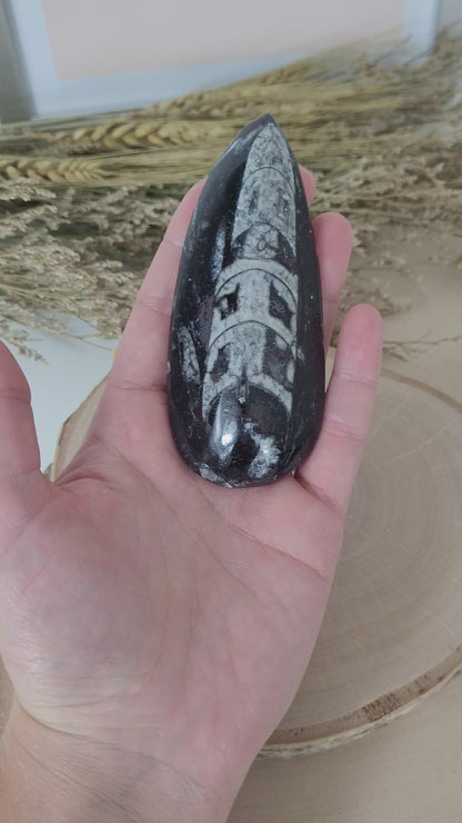 Orthoceras Spitze