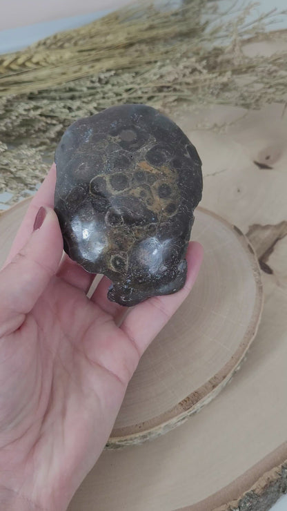 Versteinerte fossile Koralle Hexagonaria