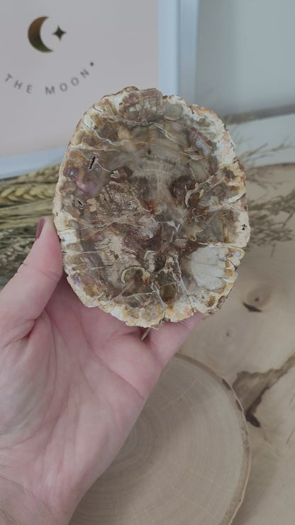 Versteinertes fossiles Holz Aurakie