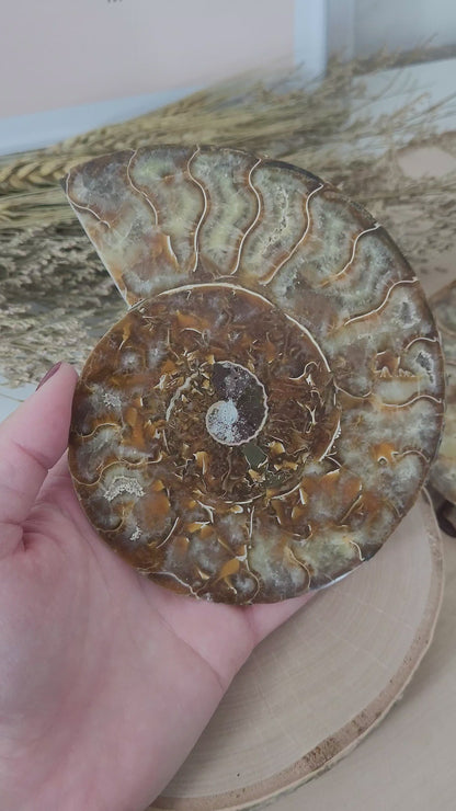Ammoniten Hälften Fossilien Paar groß 13 x 10,8 cm, 547g inklusive Aufsteller