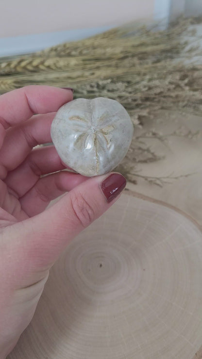 Seeigel Fossil der Gattung Herzseeigel