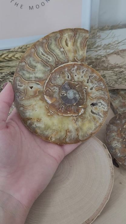 Ammoniten Hälften Fossilien Paar groß 13 x 10,8 cm, 547g inklusive Aufsteller